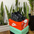 NIKE UPTEMPO NEGRO
